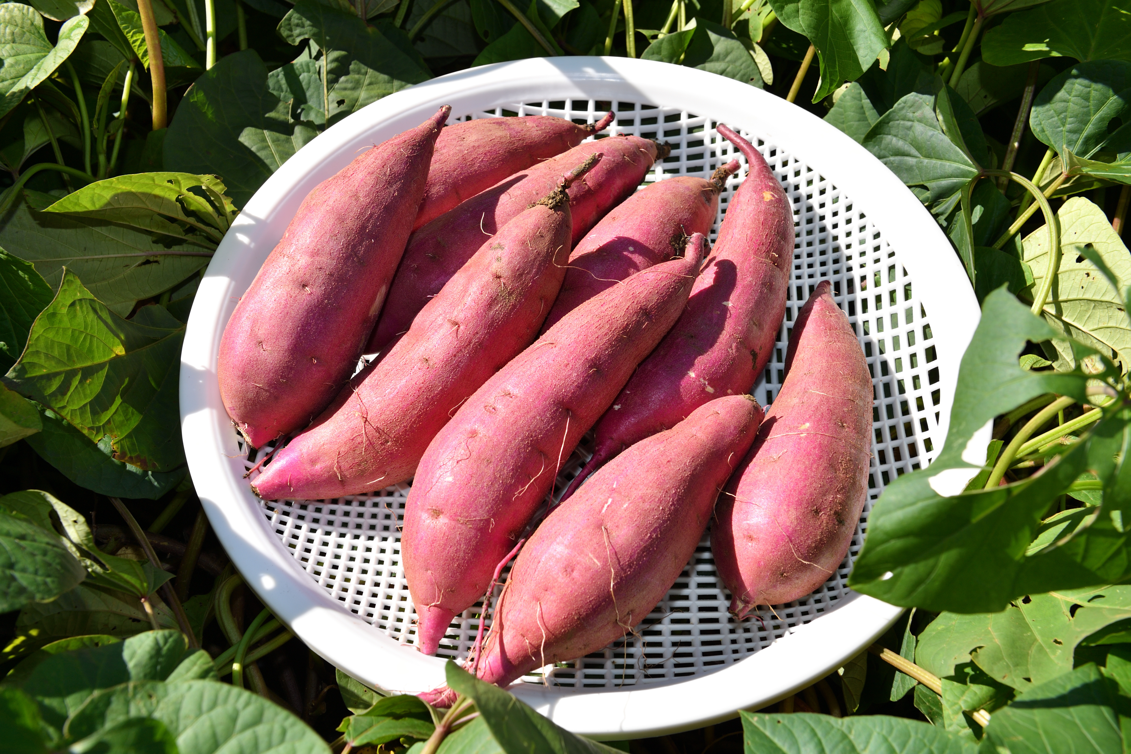 塚本園芸の生産